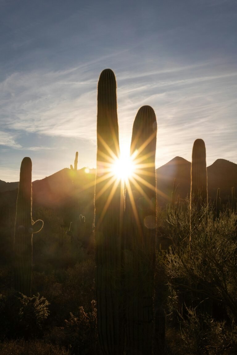 A stunning sunrise over Saguaro National Park in Arizona with tall saguaros and a vibrant sky.
